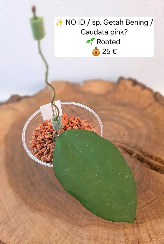 Hoya no ID / sp. Getah Bening (Caudata Pink?), Bewurzelte Pflanze