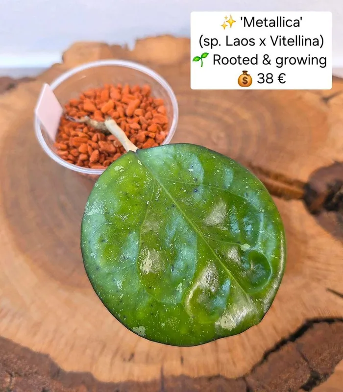 Hoya metallica (sp. Laos x Vitellina), Bewurzelte Pflanze