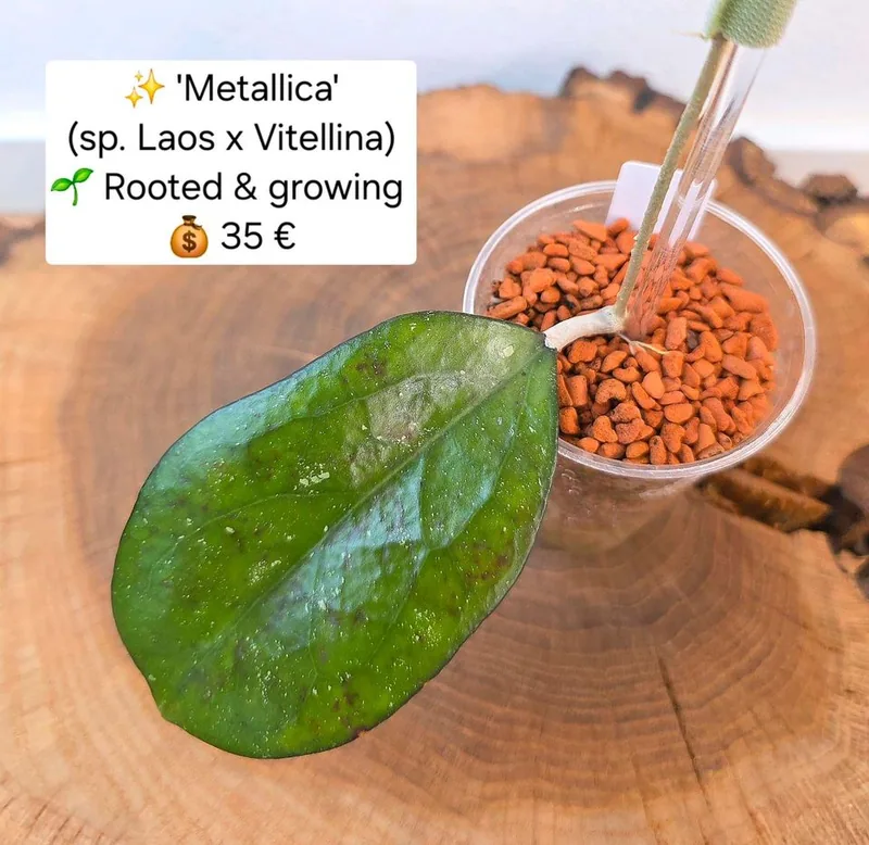 Hoya metallica (sp. Laos x Vitellina), Bewurzelte Pflanze