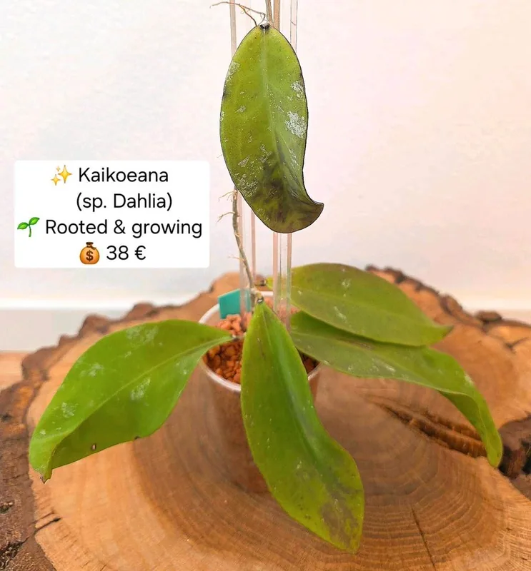 Hoya kaikoeana (sp. Dahlia), Bewurzelte Pflanze