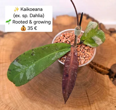 Hoya kaikoeana (sp. Dahlia), Bewurzelte Pflanze