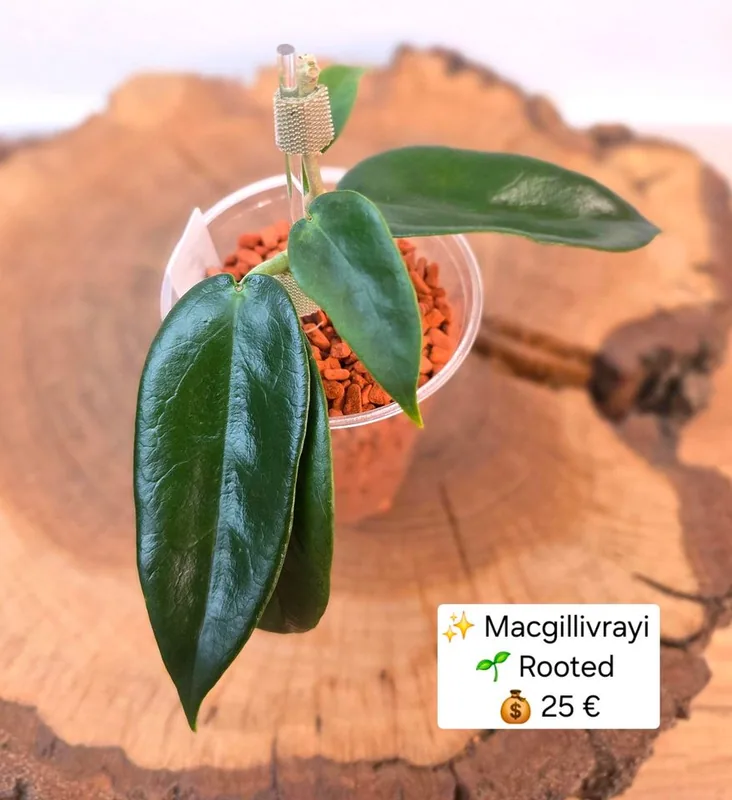 Hoya macgillivrayi, Bewurzelte Pflanze