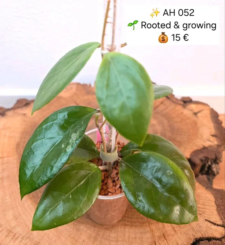 Hoya AH052, Bewurzelte Pflanze