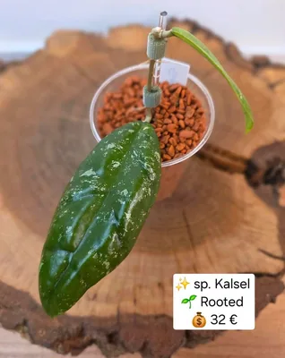 Hoya sp. Kalsel, Bewurzelte Pflanze