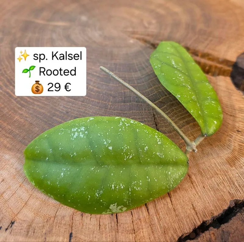 Hoya sp. Kalsel, Bewurzelte Pflanze