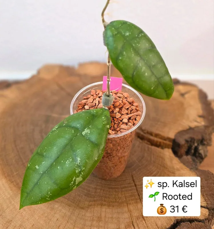 Hoya sp. Kalsel, Bewurzelte Pflanze