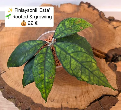 Hoya finlaysonii Esta, Bewurzelte Pflanze