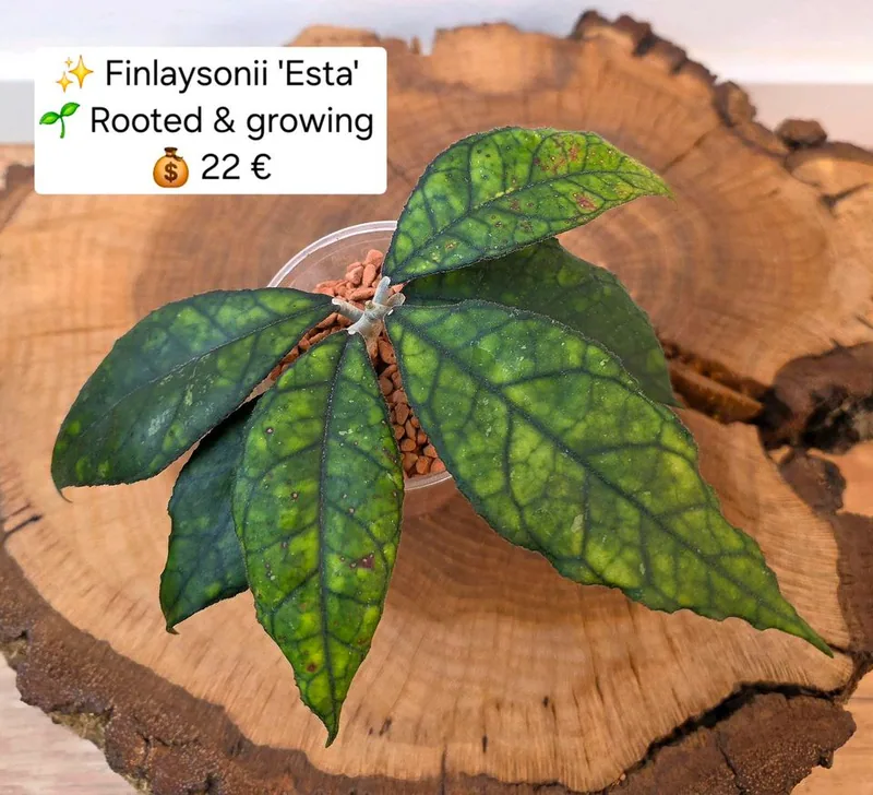 Hoya finlaysonii Esta, Bewurzelte Pflanze