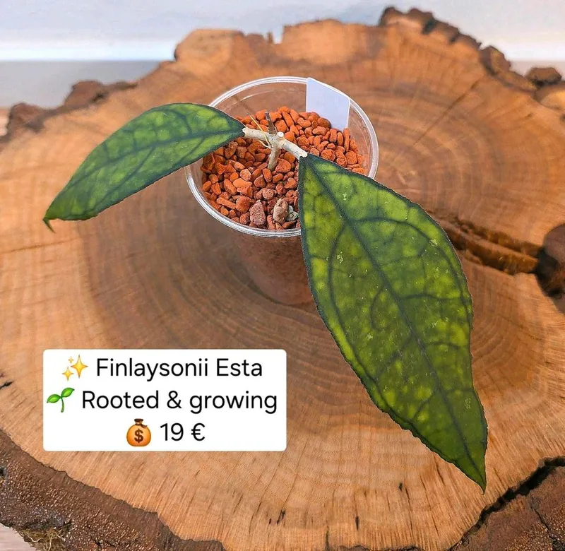 Hoya finlaysonii Esta, Bewurzelte Pflanze