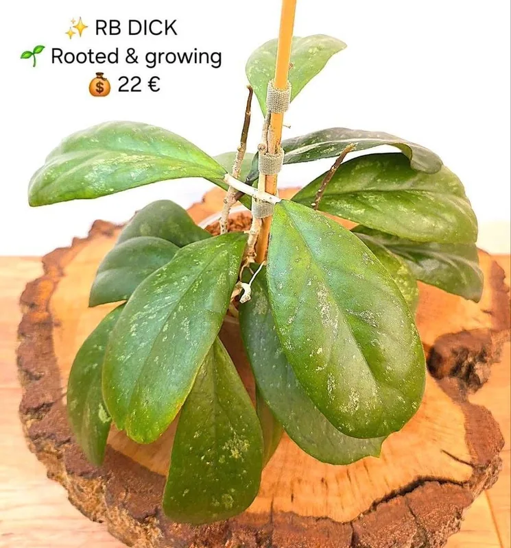 Hoya RB Dick, Bewurzelte Pflanze