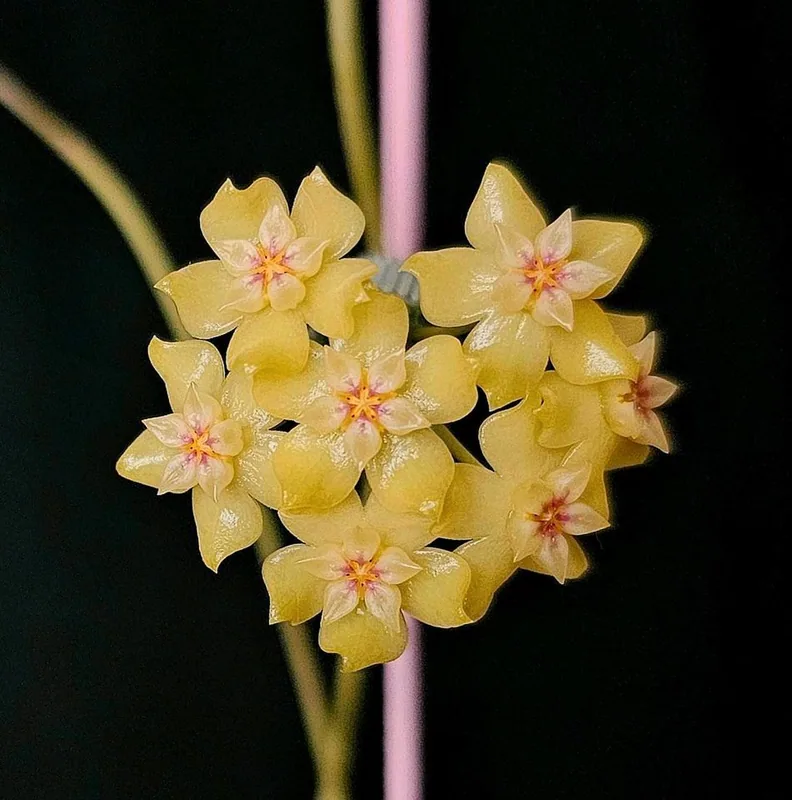 Hoya sp. Sulawesi 2, Bewurzelte Pflanze