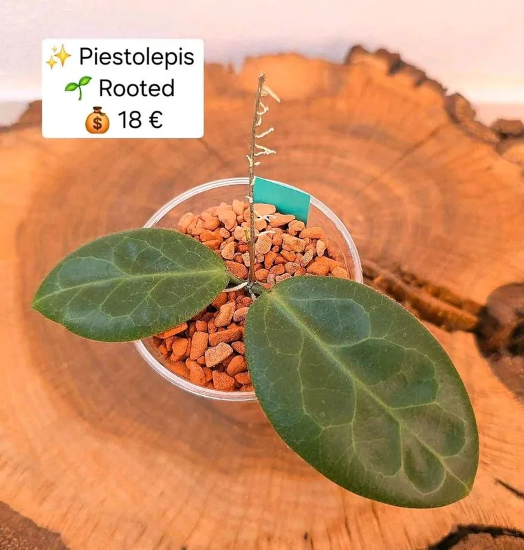 Hoya piestolepis, Bewurzelte Pflanze
