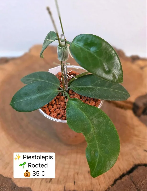 Hoya piestolepis, Bewurzelte Pflanze