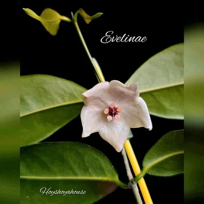 Hoya evelinae, Steckling
