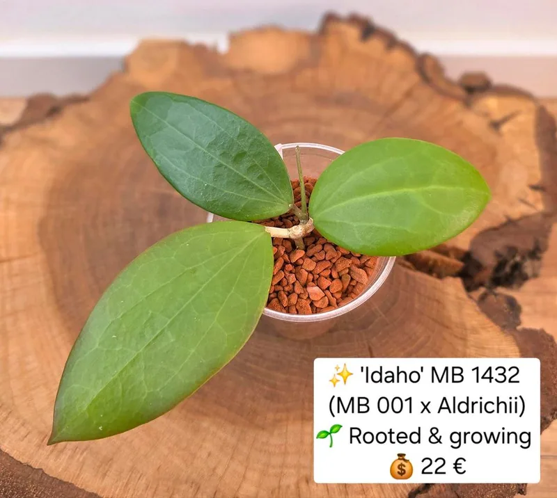 Hoya 'Idaho' MB 1432 (MB 001 x Aldrichii), Steckling