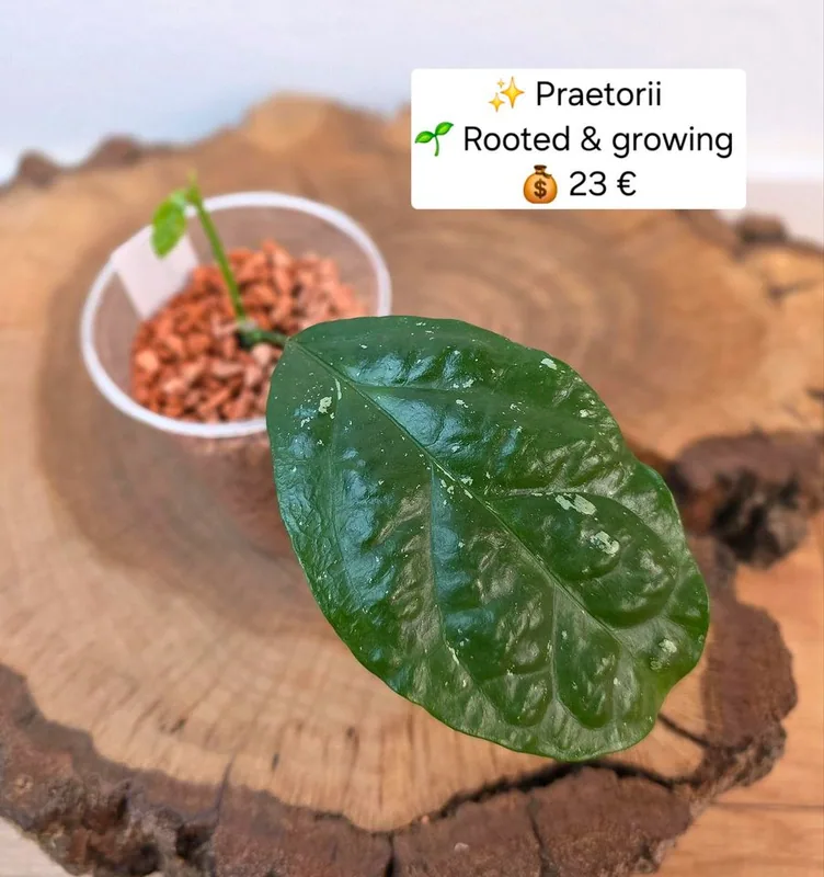 Hoya praetorii, Bewurzelte Pflanze