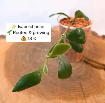 Hoya isabelchanae, Bewurzelte Pflanze