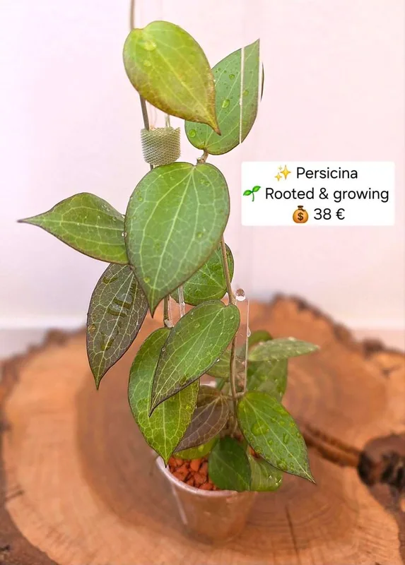 Hoya persicina, Bewurzelte Pflanze