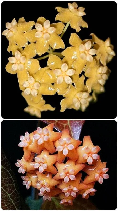 Hoya persicina, Bewurzelte Pflanze