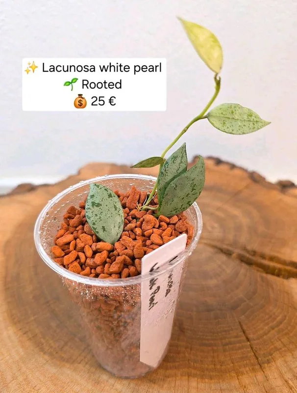 Hoya lacunosa White Pearl, Bewurzelte Pflanze
