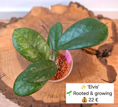 Hoya 'Elvis' Letztes, Bewurzelte Pflanze