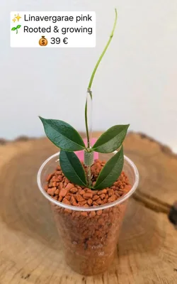 Hoya linavergarae Pink, Steckling