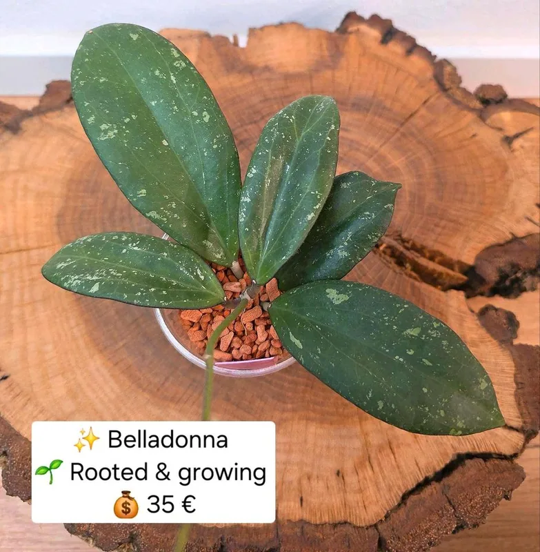 Hoya belladonna, Bewurzelte Pflanze