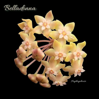 Hoya belladonna, Bewurzelte Pflanze