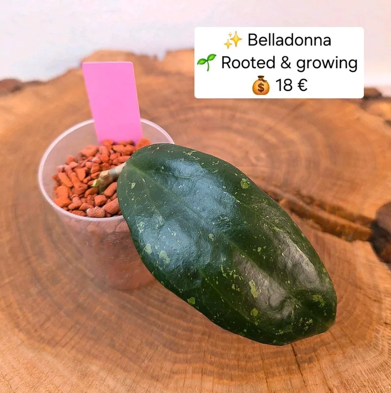 Hoya belladonna, Bewurzelte Pflanze