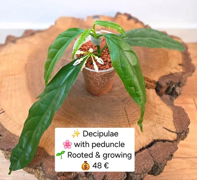 Hoya decipulae, Bewurzelte Pflanze