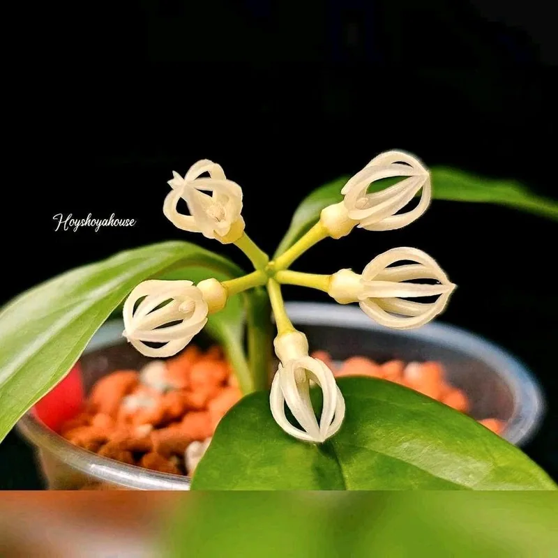 Hoya decipulae, Bewurzelte Pflanze