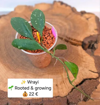 Hoya wrayi, Steckling