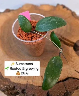 Hoya sumatrana, Steckling