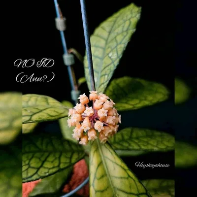 Hoya no ID ('Ann'?), Bewurzelte Pflanze