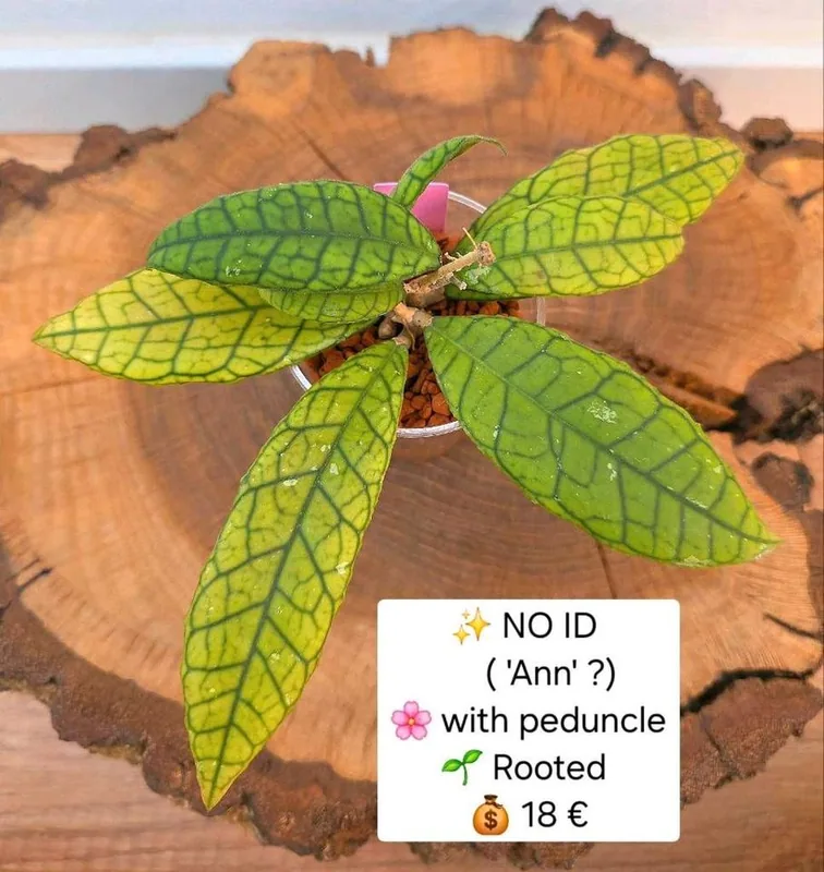Hoya no ID ('Ann'?), Bewurzelte Pflanze