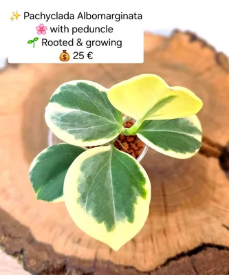 Hoya pachyclada Albomarginata, Steckling