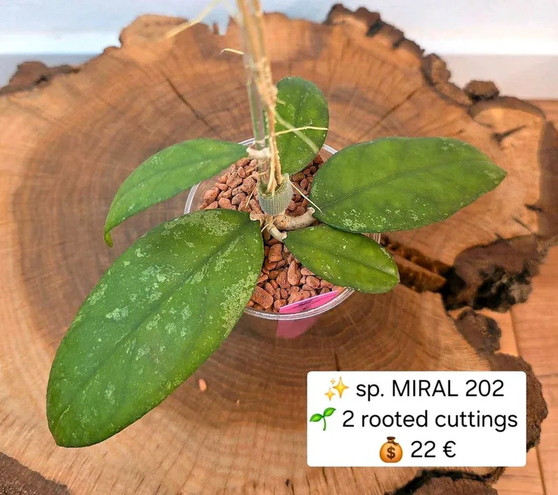 Hoya sp. Miral 202, Bewurzelte Pflanze