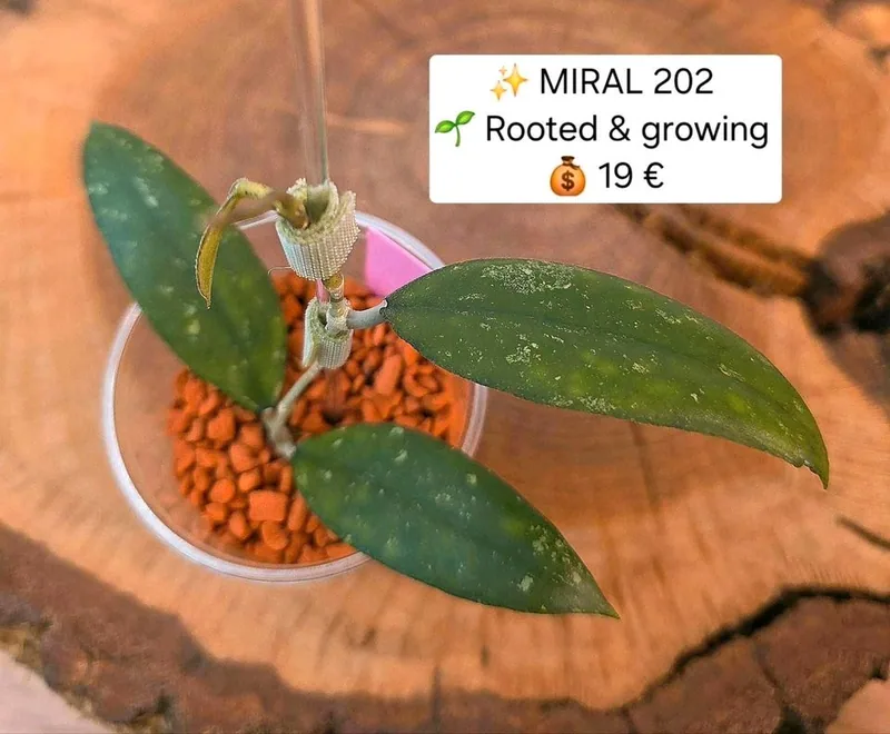 Hoya sp. Miral 202, Bewurzelte Pflanze