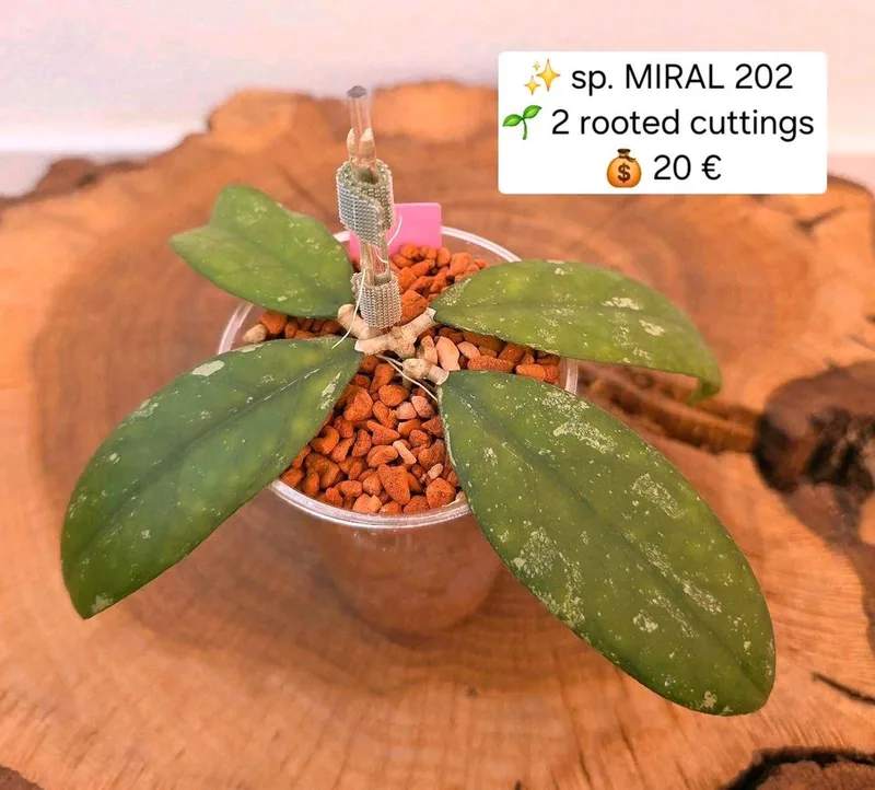 Hoya sp. Miral 202, Bewurzelte Pflanze