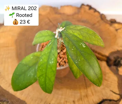 Hoya sp. Miral 202, Bewurzelte Pflanze