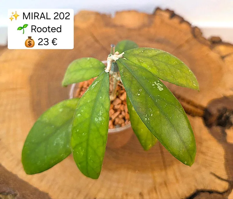 Hoya sp. Miral 202, Bewurzelte Pflanze