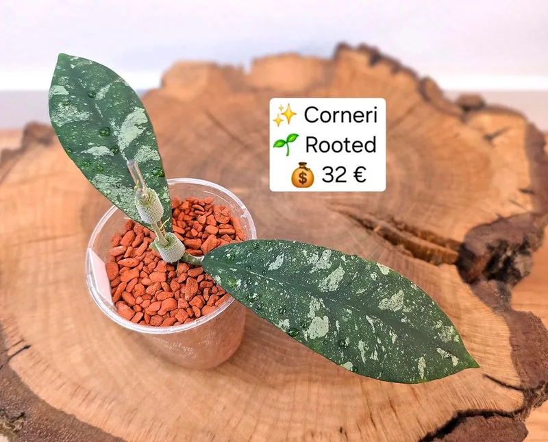 Hoya corneri Splash, Bewurzelte Pflanze