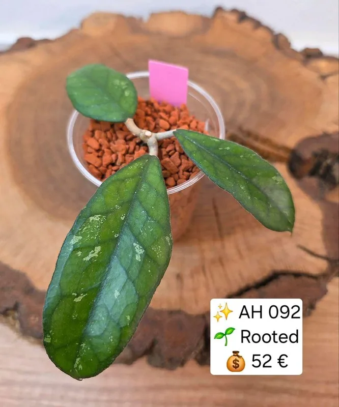 Hoya AH 092, Bewurzelte Pflanze