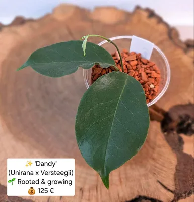 Hoya 'Dandy' (Unirana x Versteegii), Bewurzelte Pflanze