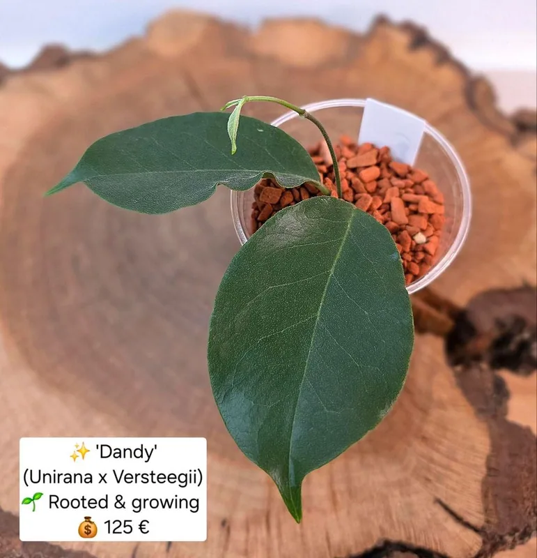 Hoya 'Dandy' (Unirana x Versteegii), Bewurzelte Pflanze