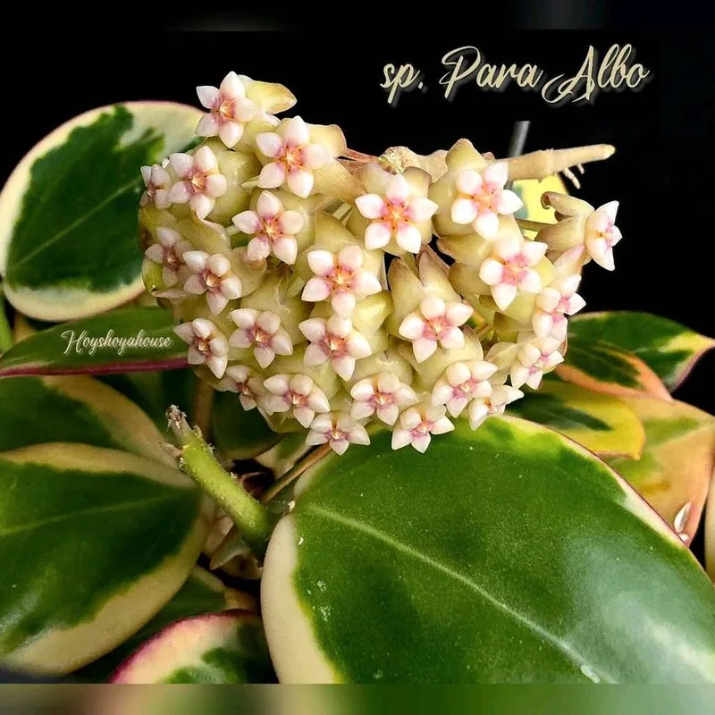Hoya sp. Para Albo Marginata, Bewurzelte Pflanze