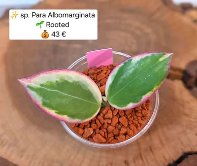 Hoya sp. Para Albo Marginata, Bewurzelte Pflanze