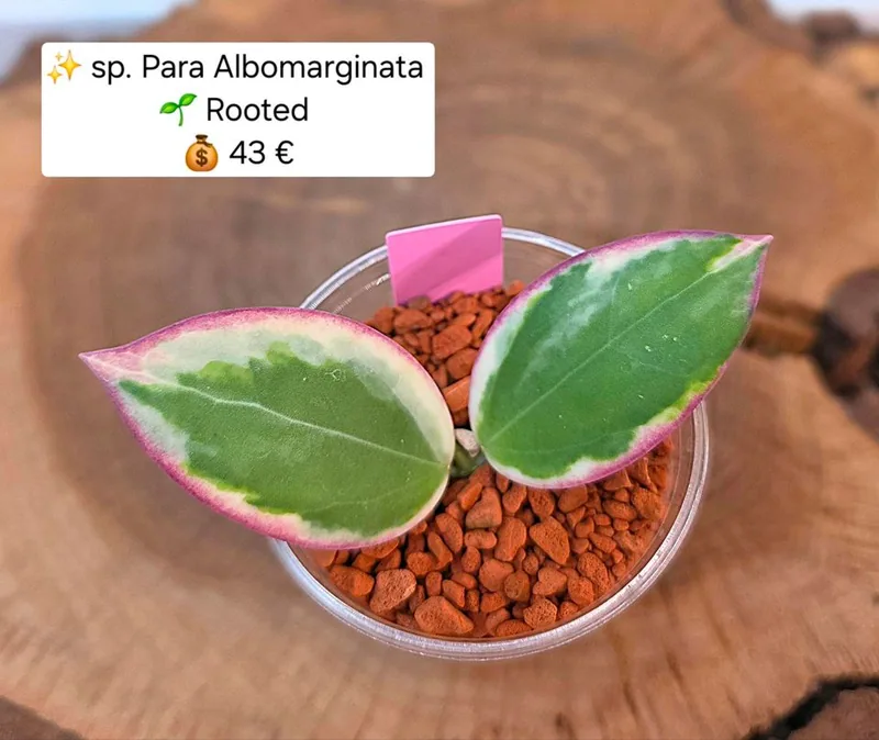 Hoya sp. Para Albo Marginata, Bewurzelte Pflanze