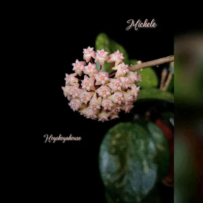 Hoya 'Michele' Splash, Bewurzelte Pflanze