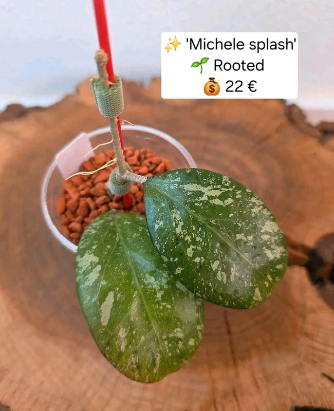 Hoya 'Michele' Splash, Bewurzelte Pflanze